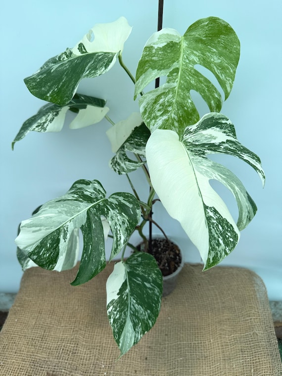monstera deliciosa xxl kaufen XXL Monstera mit Stab bestellen  Green Me Up