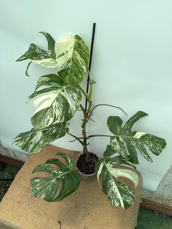 Monstera Albo Variegata GENAUE PFLANZE 20.6.2 - Etsy.de