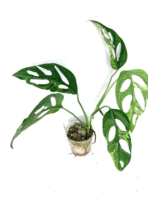 Monstera Adansonii INDONESIAN MARBLE - Etsy Ireland