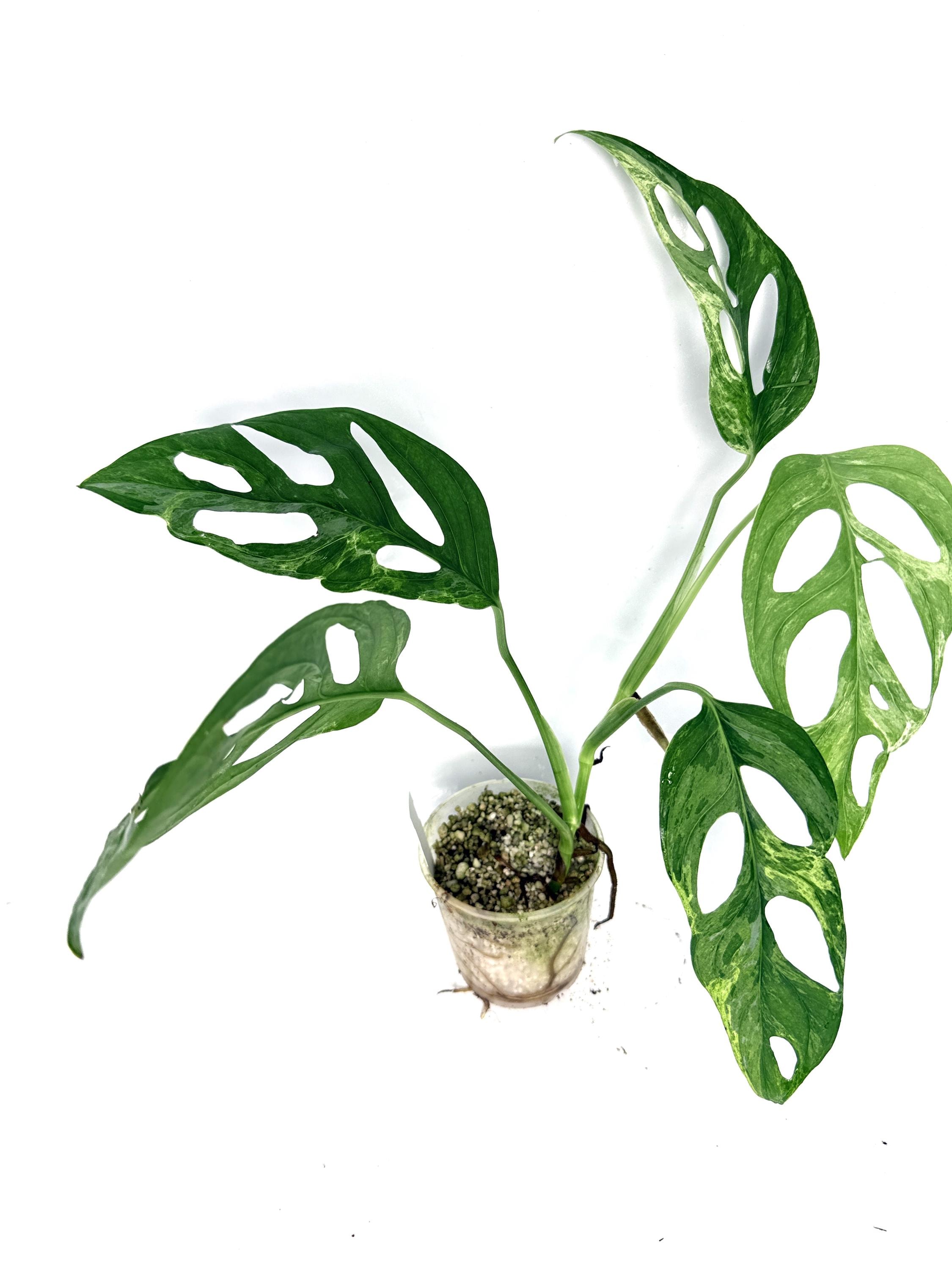 Monstera variegata seeds - Etsy.de