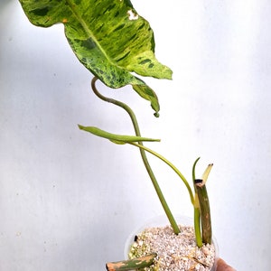 Ensemble de 7 plantes bébés, 7 plantes-7 plantes de plantes rares mélangées SET C image 8