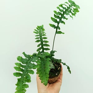 Op de afbeelding: Een groene varenplant met lange, getextureerde bladeren. De plant wordt vastgehouden in een ronde, natuurlijke pot. De bladeren hebben een unieke, golvende rand. De plant staat tegen een effen witte achtergrond.