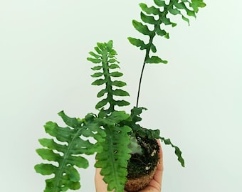 Lecanopteris DEPARIOIDES