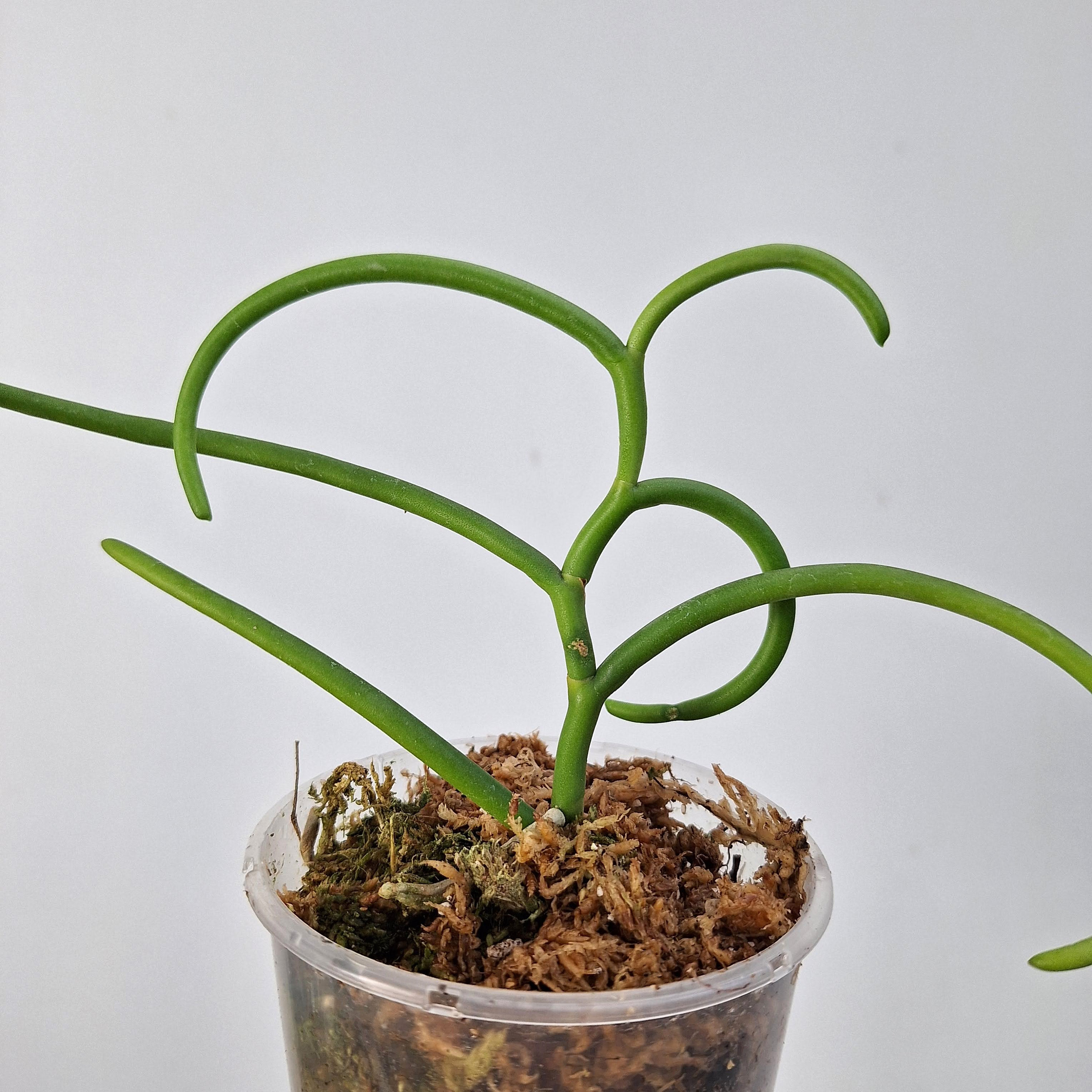 Papilionanthe Teres Var.'olympic Rings' - Etsy Israel