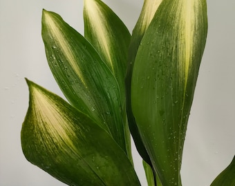 Aspidistra ELATIOR ASAHI rare aspidistra real plant -real plants