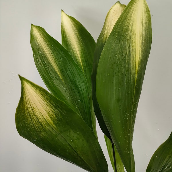 Aspidistra ELATIOR ASAHI rare aspidistra real plant -piante reale