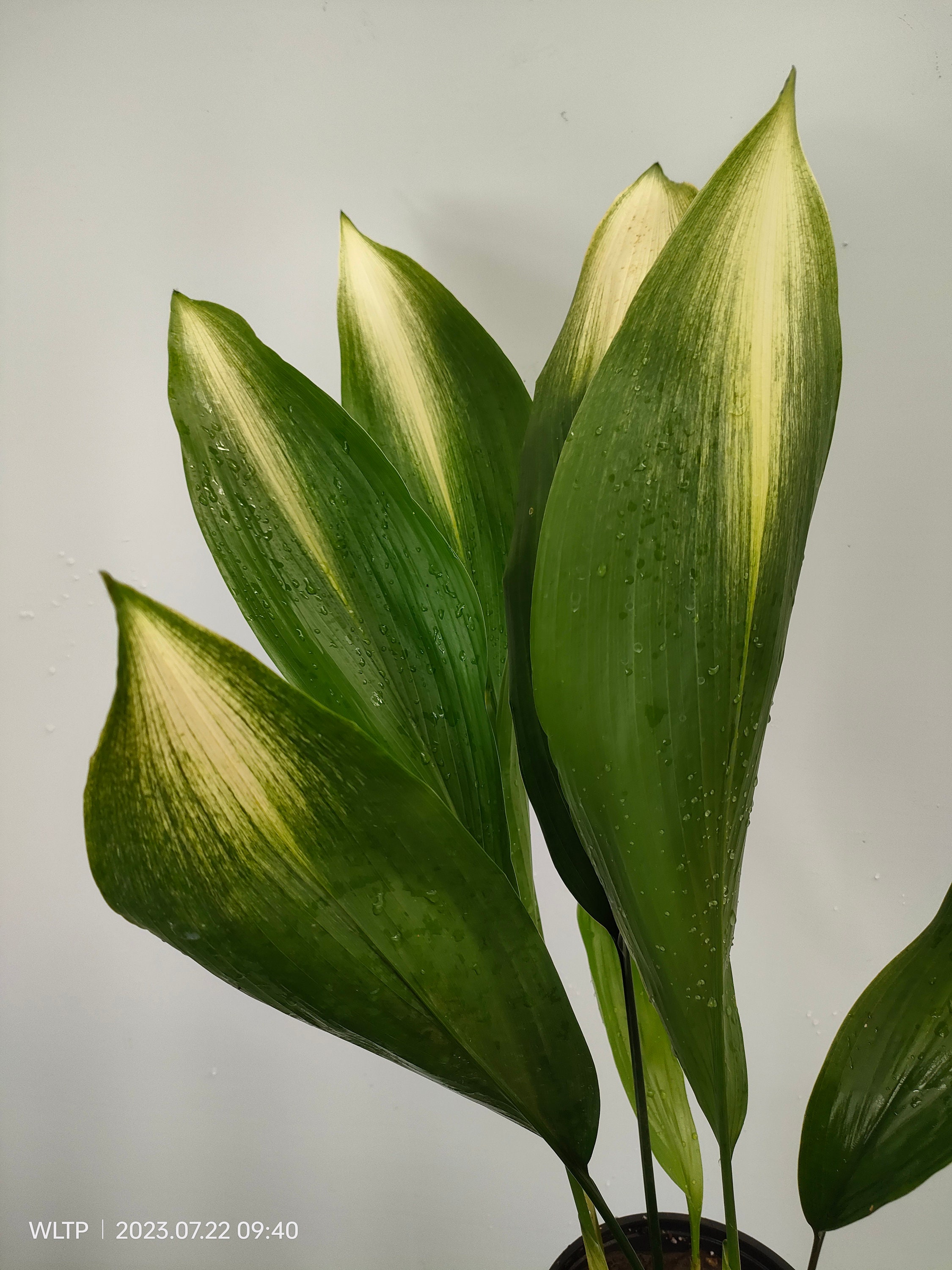 Aspidistra ELATIOR ASAHI (seltene Aspidistra, echte Pflanze) - Etsy  sterreich