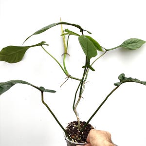 Philodendron JOEPII