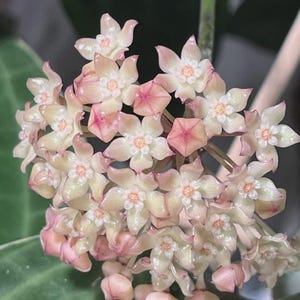 Hoya MACROPHYLLA Variegata POT of GOLD
