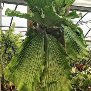 Platycerium ELEPHANTOTIS var. MAMMUTHUS
