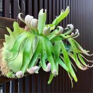 Platycerium Foong SiQiQQ