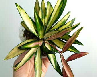 Hoya Wayetii Variegada