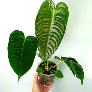 Può includere: Pianta di Anthurium in vaso, con grandi foglie verde scuro a forma di cuore. Le foglie presentano venature evidenti e una consistenza lucida. Il vaso trasparente mostra il terriccio e le radici, su sfondo bianco.