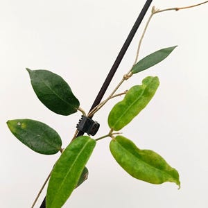 Hoya ROTULE ROSE