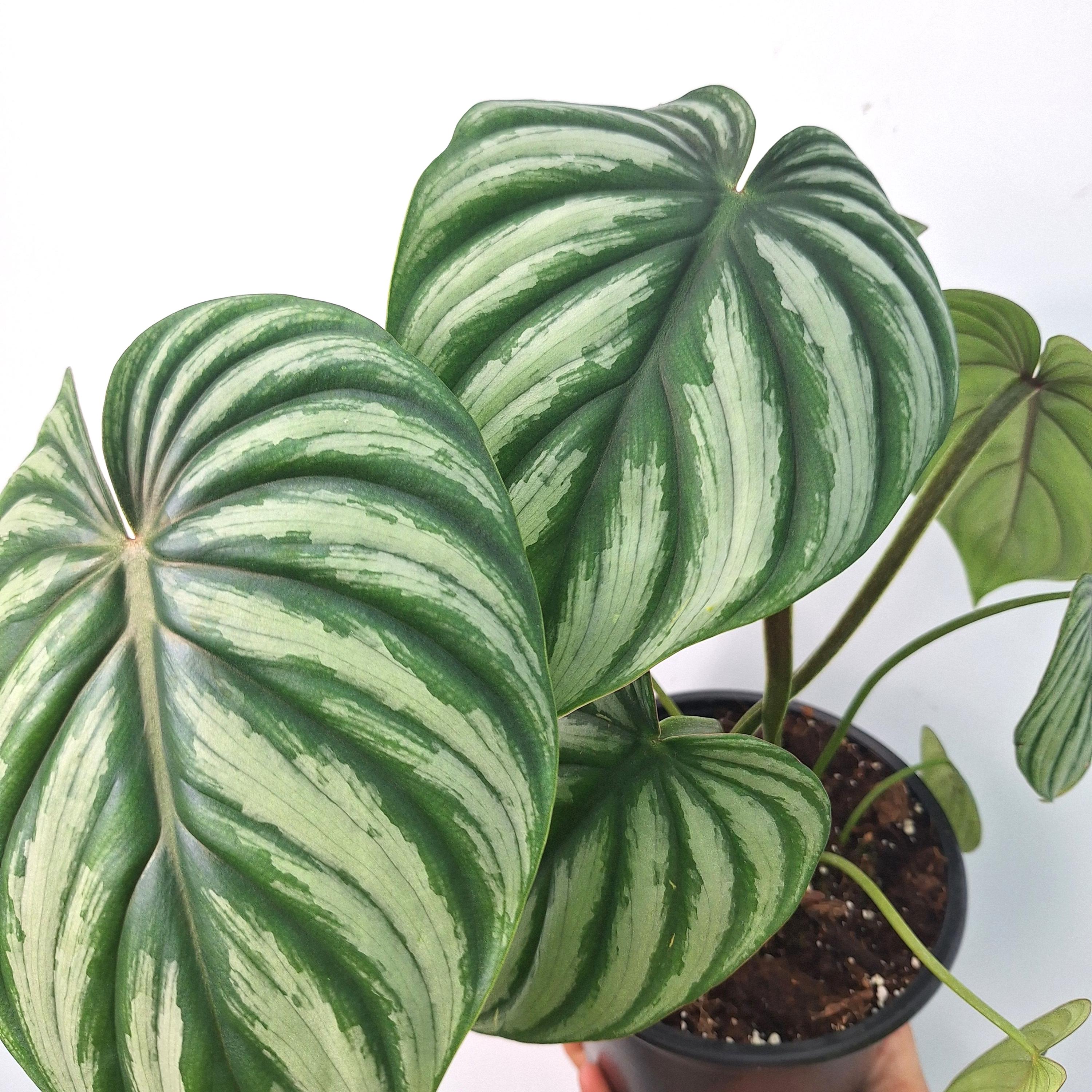 Philodendron PLOWMANII 'watermelon' - Etsy Finland