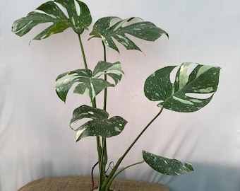 Monstera deliciosa THAI constellation, EXACT PLANT xl 25.8.1