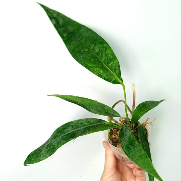 Anthurium PENDENS JA