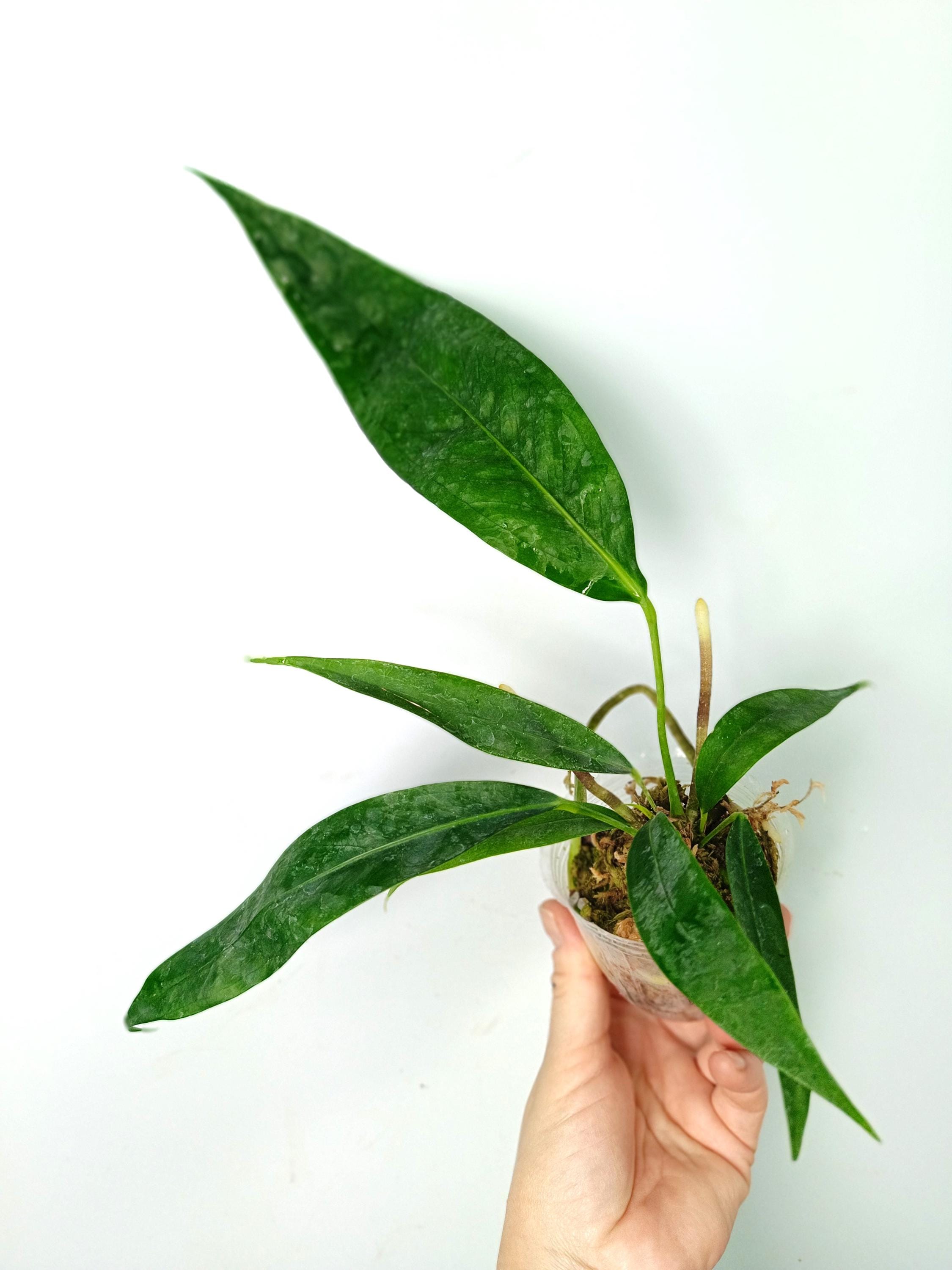 aspidistra elatior variegata Aspidistra Variegated main image 0