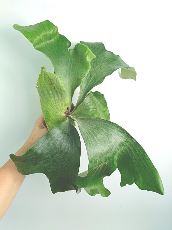 Platycerium 'elephantotis X Alcicorne' XL - Etsy Norway