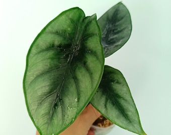 Alocasia REVERSA