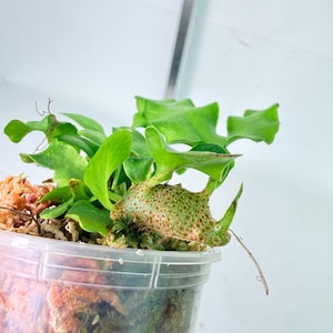 Op de afbeelding: Een Platycerium-varen met felgroene, golvende bladeren en een gestructureerde, lichtbruine schildbasis, geplant in een doorzichtige plastic pot gevuld met vochtig veenmos. De plant vertoont een duidelijke, poreuze en bobbelige wortelstokstructuur.