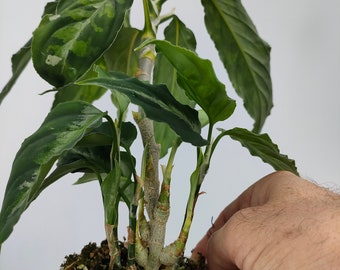 Aglaonema Pictum Tricolor Exact Plant