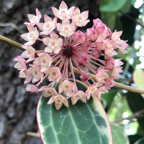 Hoya MACROPHYLLA variegata