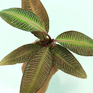 Labisia sp. ROSA VENEN
