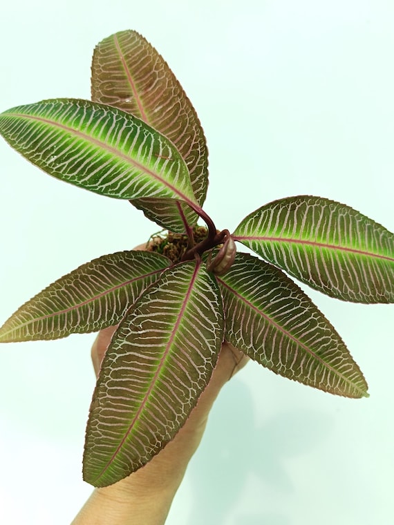 Labisia Sp. PINK VEINS - Etsy Norway