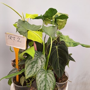 May include: A group of four potted plants with green, silver, and dark green leaves. The plants are labeled "SET 2".