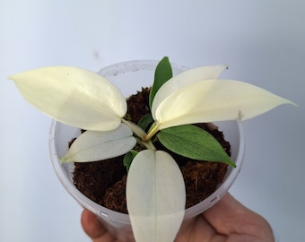 Philodendron Florida GHOST,Baby Plant