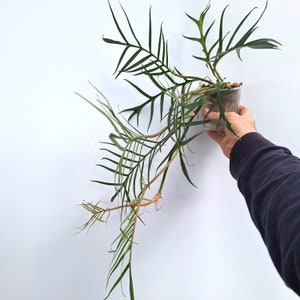Op de afbeelding: Een groene, bladerige plant met lange, dunne bladeren in een doorzichtige plastic pot. De plant wordt vastgehouden door een hand.