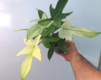 Philodendron Florida GHOST - Etsy Israel