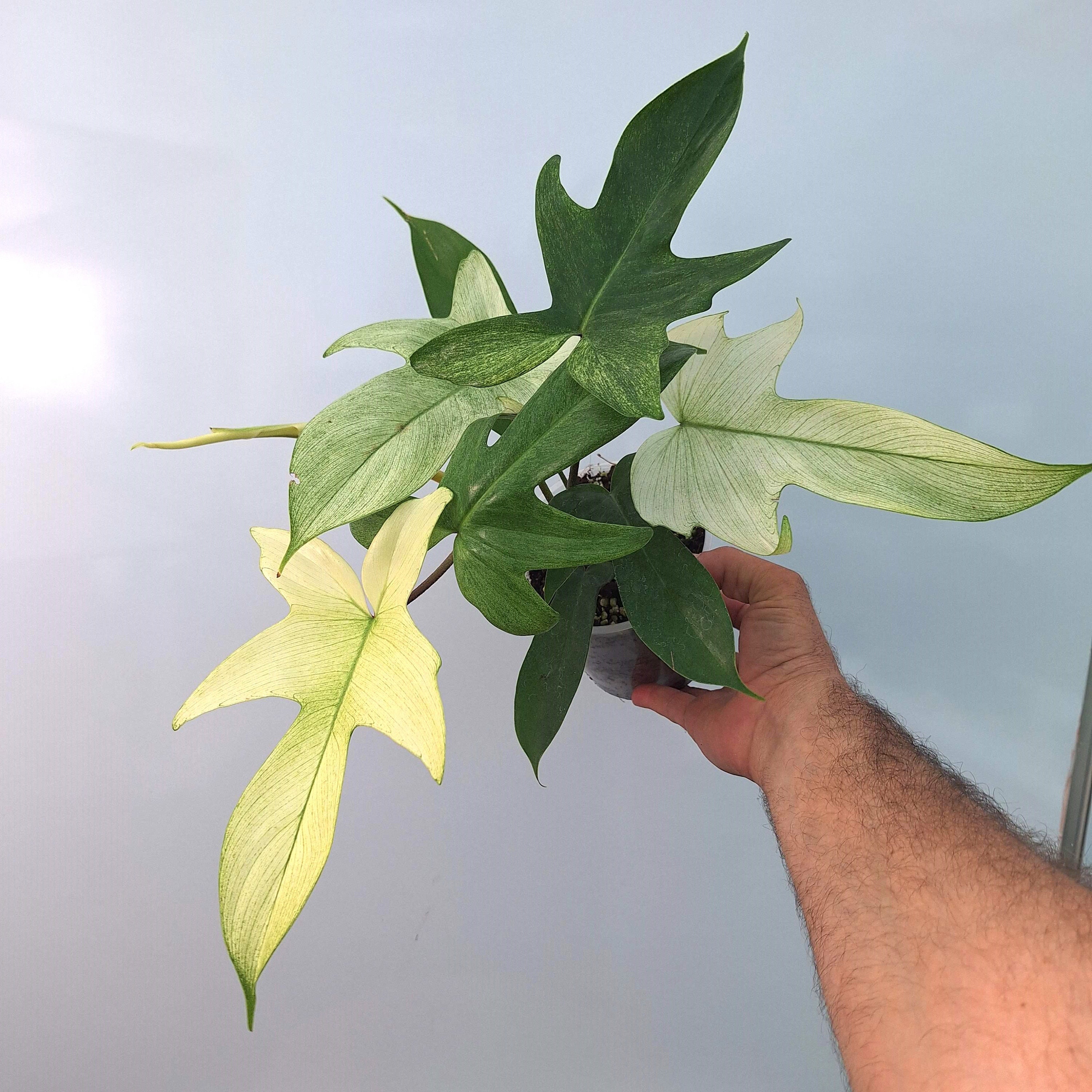 Philodendron Florida GHOST - Etsy Israel
