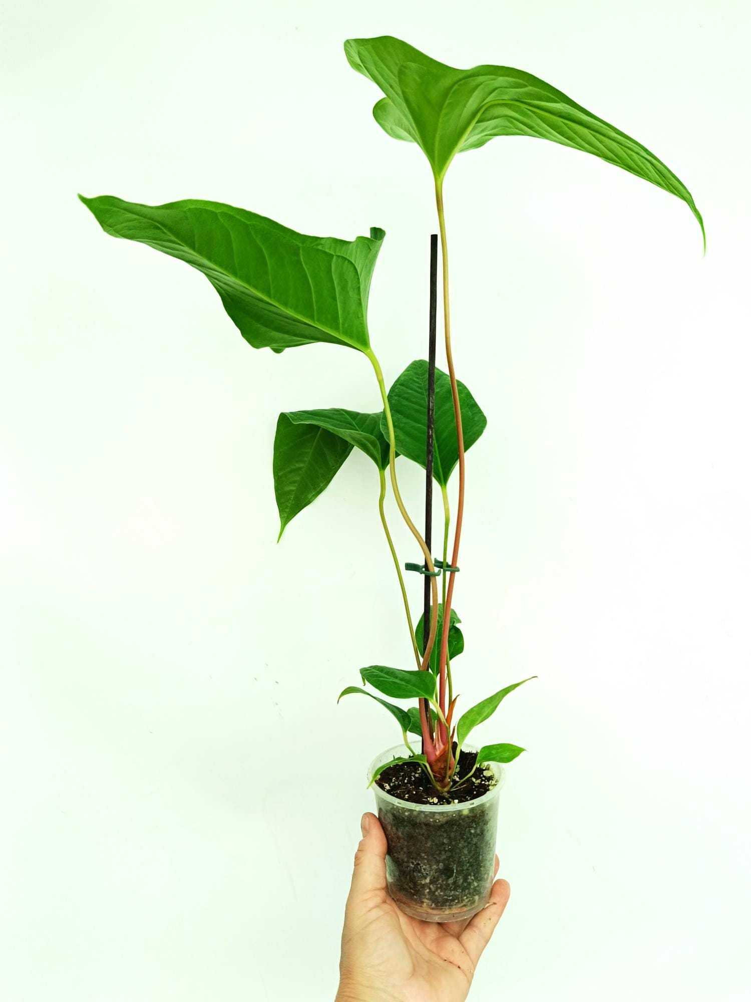 bilder bonsai ProviPlant Bonsai-Dünger: Für Indoor- & Outdoor Bonsai-Bäume