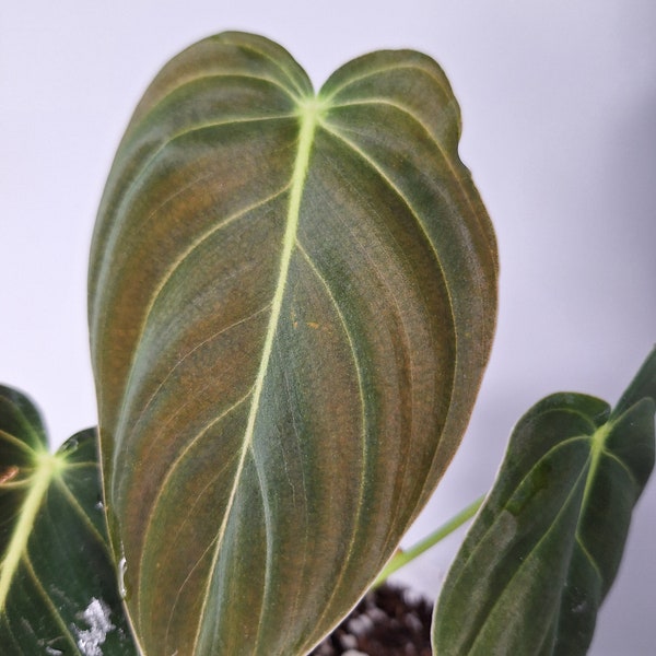 Philodendron Melanochrysum Baby Plant