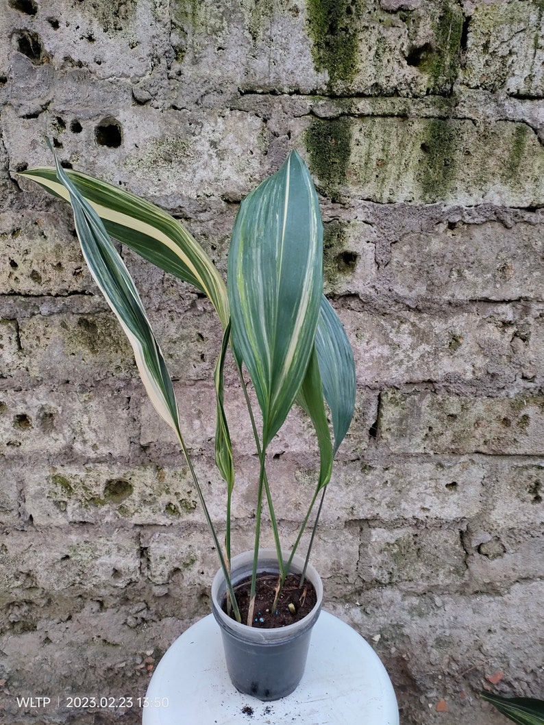 Aspidistra ELATIOR VARIEGATA EXACT plant as shown in the immagine 1