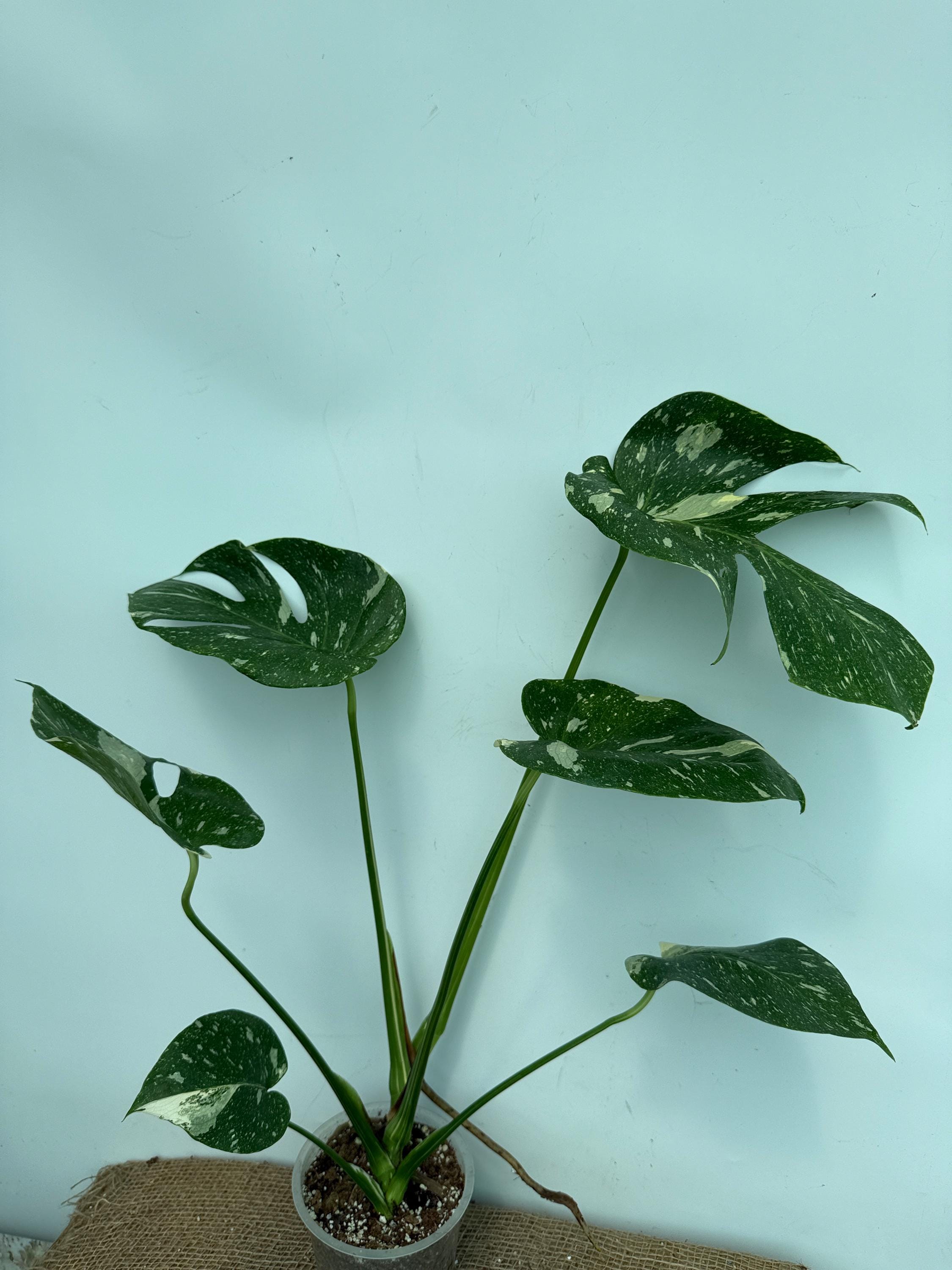Monstera deliciosa THAI constellation, EXACT PLANT, well rooted 26.05.14