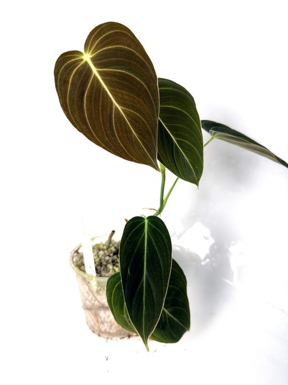Philodendron Melanochrysum Babypflanze - Etsy.de