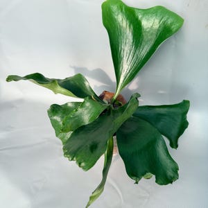Platycerium HILLII