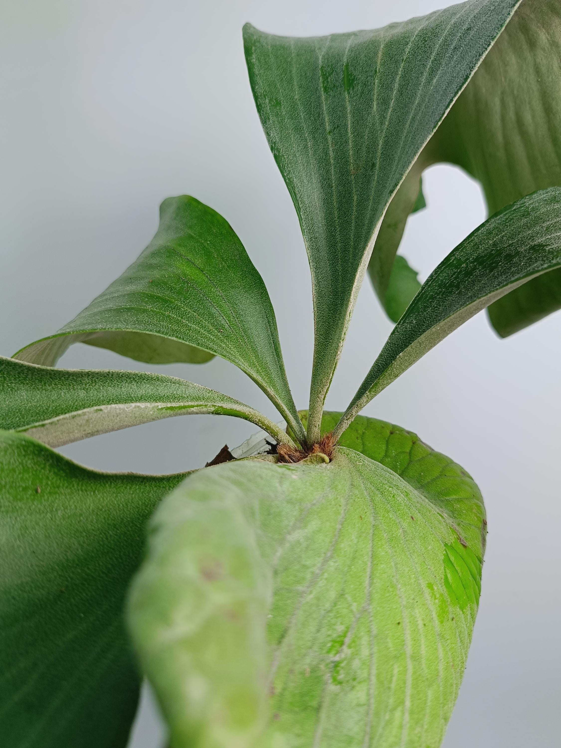 Platycerium 'elephantotis X Alcicorne' XL - Etsy Norway