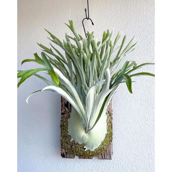 Platycerium VEITCHII 'AUBURN RIVER' - Etsy Finland