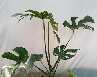 Monstera deliciosa THAI constellation, Exact Plant XL 25.8.3