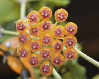 Hoya ENDAUENSIS