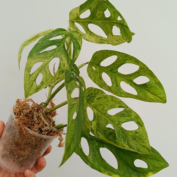 Monstera Adansonii MINT Variegata