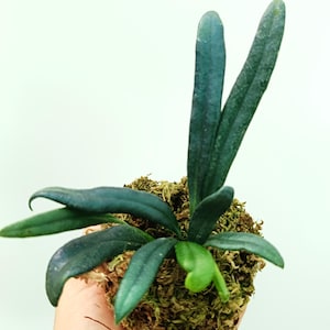 Microsorum THAILANDICUM