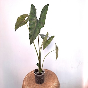 Alocasia &#39;PRINCEPS&#39;