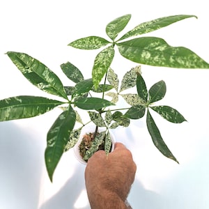 pilea microphylla variegata Pilea microphylla 'Variegata' Tricolor Artillery/Confetti Fern 2