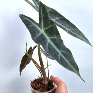 Alocasia Longiloba &#39;Lowii Complex&#39;