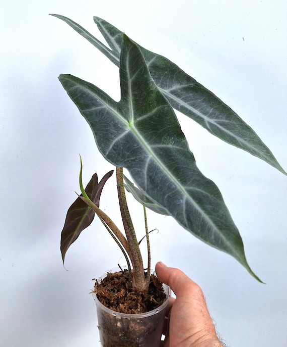 Alocasia Longiloba 'lowii Complex' - Etsy Canada